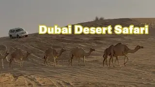 Dubai Desert Safari | Dubai VLOG