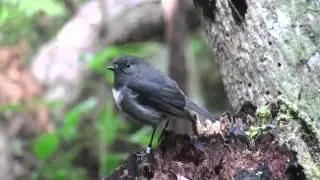 South Island Robin On Stewart