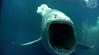 The Bloop Attack