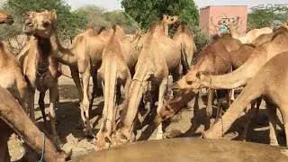 Thari Camels watering