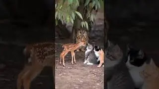 A Curious Fawn Approaches&hellip; and the Cats&rsquo; Surprising Reaction #wildlife #nature #animals