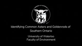 Identifying Asters and Goldenrods of Southern Ontario