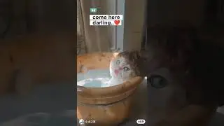 darling 😍 #animals #funny #cat #shorts