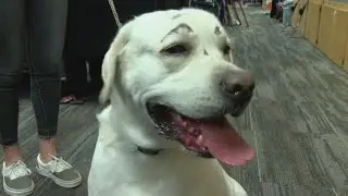 Rio Rancho hero dog fully recovered and inspiring movement for pets in need&nbsp;
