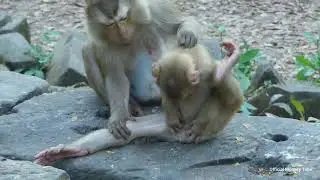 Monkey Ashley take good care of little monkey Amanda, Monkey Ashley still worry Amanda