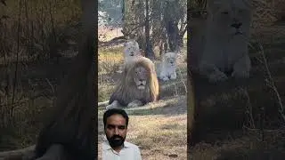 #lion #wildlife #She just lover her kingloin #animals