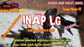 SUARA INAP WALET SUPER RESPON || INAP LG ORIGINAL || SUARA INAP WALET JADUL BERKUALITAS