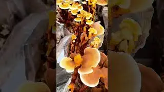 Why our #medicinalmushrooms extract powders are the best!  #wellness #health #selfcare #mushroom