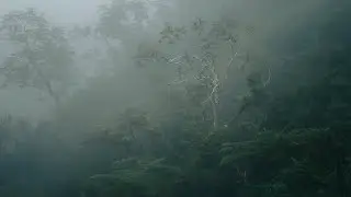 Relaxing Rainforest Sounds of the Tallest Mountain in Puerto Rico, Cerro de Punta - 1 Hour Audio