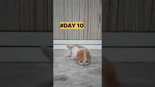 Kitten Growing Up #Day 1 _ 10 #cat #shorts #trending