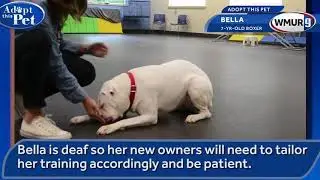 video Bella NHSPCA boxer