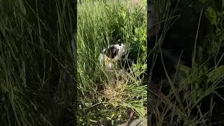 Приучаю Бусинку к прогулкам ❤️ #cat #видосыоткота #мозжечковаяатаксия #атаксия