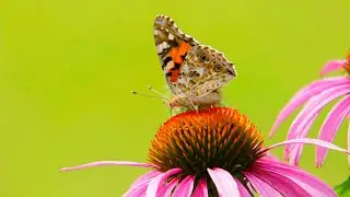 Peaceful Piano for Study, Focus & Relaxation: Around the World in 3 Hours