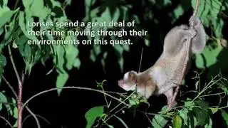 ExploreForage - Ethogram of the Slow Loris - Little Fireface Project