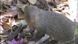 INDIAN GREY MONGOOSE