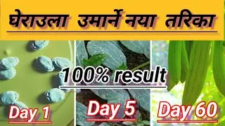 how to grow sponge gourd/loofah(loofah) from seeds in pots at home||Ghiraula lagaune tarika