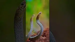 Rare Snake Ritual Combat | Indian Rat Snake Behavior Up Close #nature #snake #wildlife #shorts