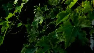 DonVintantonio Vini - Short Promo Video