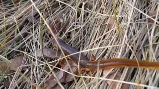 Taricha torosa