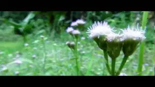 Butterfly Land II (HD Nature Video - SONY HDR-CX160)
