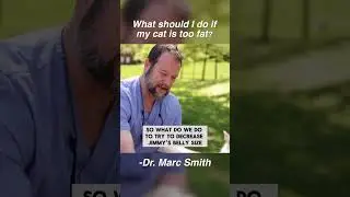 How to Help Your Overweight Cat Become Healthy by Marc Smith DVM, MS