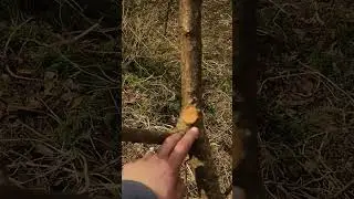 chaubatia paste done in plum after pruning