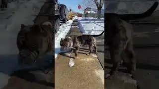 Big boy walking down the block 5280 extreme kennels