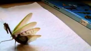 Praying Mantis Defense