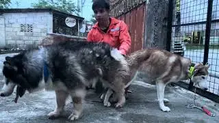 Husky breeding #Kronos #pets #fyp #trending #viral #husky #dog #doglove #breeding #youtubeshorts