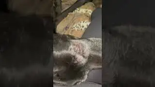 Great Danes at bedtime