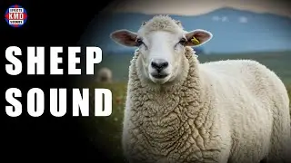 SHEEP SOUND - FARM ANIMAL SOUNDS - Sound Effects