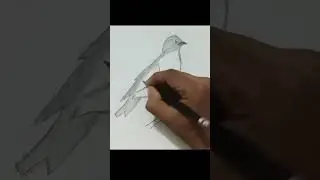 bird drawing please subscribe and like very difficult drawing