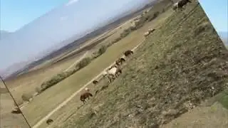 MALA FELEZ AĞA MUŞ