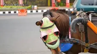 BALONKU ADA LIMA | KUDA DELMAN - KUDA ONDEL ONDEL | ANAK KUCING, WHEELS ON THE BUS 013