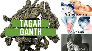 Tagar Ganth -Valeriana wallichii-Mushkbala-Ganthoda-Tagar Gantho-Tagarapaduka - Indian valerian
