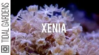 Rare Xenia Corals?