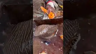 Big sea snail amazing cutting by kasimedu||BEST FISH CUTTING SKILLS||