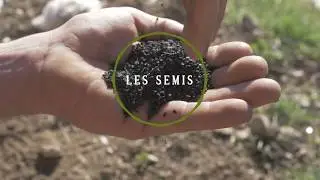 Les semis d'oignons doux des C&eacute;vennes AOP
