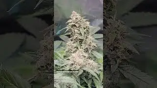 Bluedream autoflower.          #bluedreams #autoflower #grow #vivosun