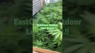 #cannabisgrowers #cannabisdaily #gardeningtips             Dr. Earth Nutrients