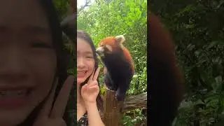 Funny red panda 😜 #panda #funnyanimal #cute # #funny  #foryou #cute #youtube