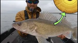 SMASHING Fall Walleyes on Leech Lake!
