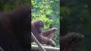 Kissing a baby orangutan