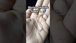 Worlds Smallest Snake‼️🐍🌎