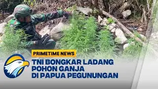 Patroli Gabungan TNI Temukan 740 Pohon Ganja di Papua Pegunungan - [Primetime News]