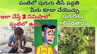 Benifit of Vakudu kayalu || పంటిలోపురుగు తీసే పద్దతీ || vakudu kayalu uses in telugu || #kantakari