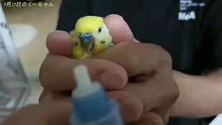 頑張るくーちゃん🐥ご心配ありがとうございます