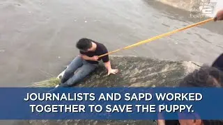 SA journalists rescue dog stuck in Woodlawn Lake drainage ditch after heavy rains