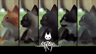5 Types of Cats MOD | STRAY