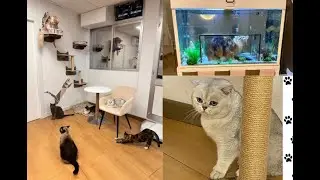 Vamos a la cafeter&iacute;a de gatos de M&aacute;laga - Paws for a moment